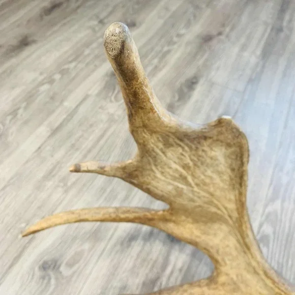 Naturally Shed Wild Moose Antler (Horn, Knife, Carving, Chew, Taxidermy) Full - Picture 5 of 16